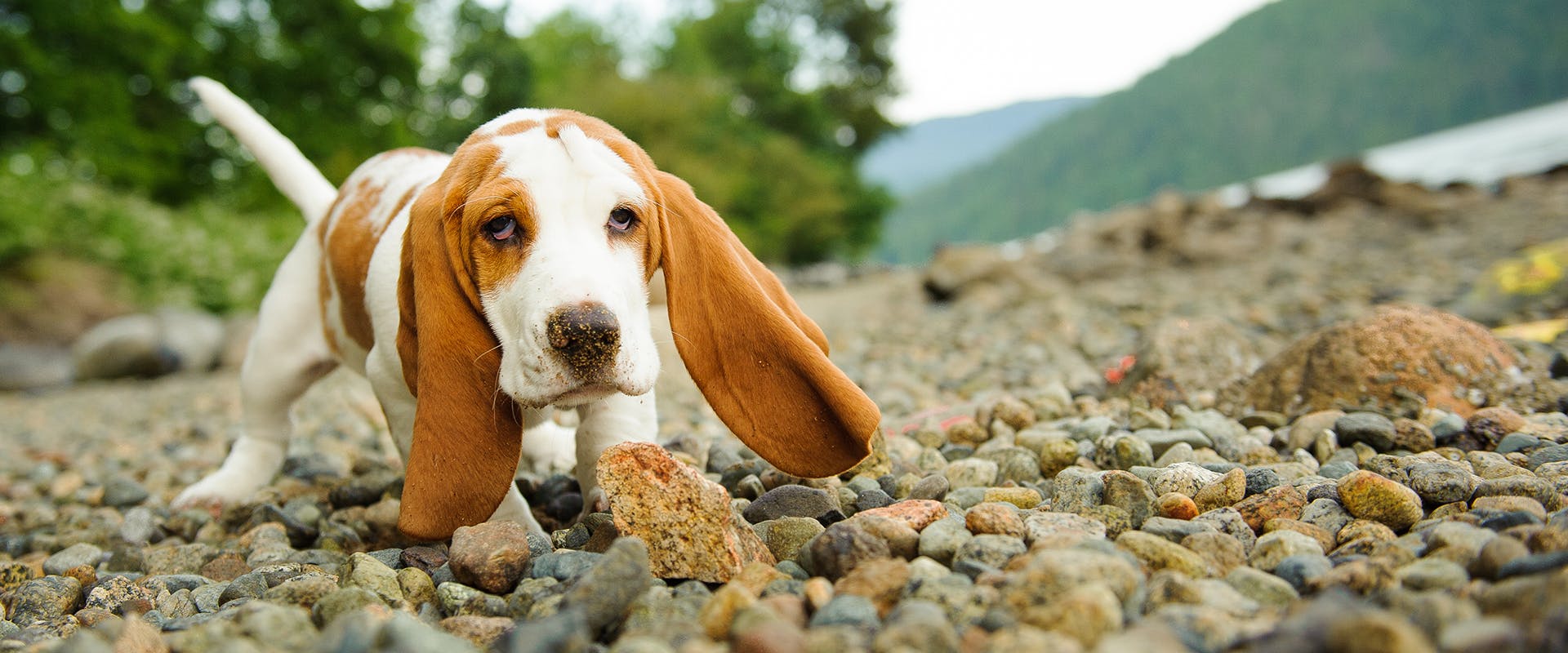 Unusual basset hound deals names